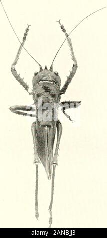 Wunder der Insekten; eine populäre Konto der Struktur und der Gewohnheit. Eine Heuschrecke, die IMimics eine Ameise. Die tatsächliche sizeof thisspeciesis nur ein Drittel eines Zoll lang, und von den meisten observersit würde als eine Ameise weitergegeben werden. Aufgrund der Disposition der Farbe auf der bodyit erscheint in Form einer Ameise zu haben, und wahrscheinlich ist es somit entgeht molestation ina Land, in dem die Ameisen reichlich sind. Es ist ein Eingeborener von Sudan.. Stockfoto