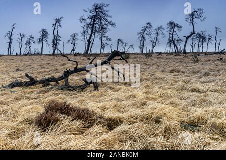 Noir Flohay, tote Bäume verbrannt bei einem Brand, Belgien Ardennen Stockfoto