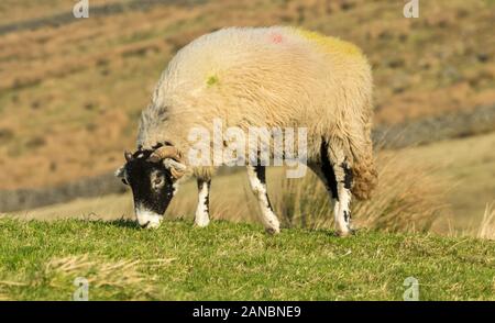 Swaledale Schafe im Winter. Single ewe oder weibliche Schafe, mit dem Kopf nach unten und Beweidung auf spärlichem Gras. Close Up, unscharfer Hintergrund. Arkengarthdale Stockfoto