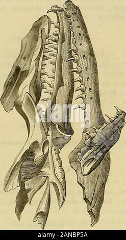 Merveilles de la Nature: l'Homme et les Animaux, Beschreibung populaire des Races humaines et le règne Animal. e remplissaient lesPlésiosaures, les Pliosaures, les Polyptychodons, Dans lancien Kontinent. Auf ne connaît en Europeque peu de Pylhonomorphes, Tandis que ces ani-maux forment plus delà moitié de Reptilien trouvésdans les Couches crétacées Américaines. Caractérise essentiellement ce qui, en Effet, lacraie dAmérique, cest La prédominance de cesPytlionomorphes et laprésence détranges animauxà vertèbres Dreschkörben, comme les Poissons et Quel-schlangen Reptilien, et à dents aux Deux mâchoires; n Stockfoto