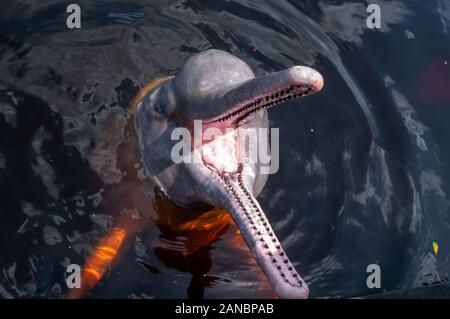 Boto Boto Farbe Rot oder Rosa, touristische Attraktion in der Stadt von Novo Airão, Bundesstaat Amazonas, Brasilien im Februar 2015 entfernt Stockfoto