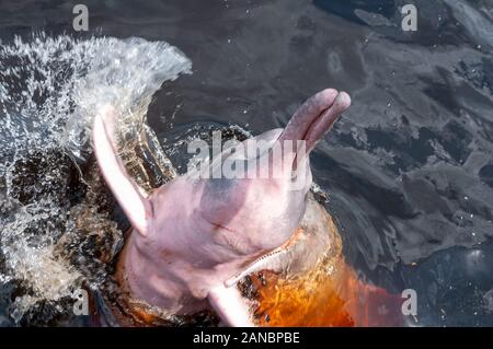 Boto Boto Farbe Rot oder Rosa, touristische Attraktion in der Stadt von Novo Airão, Bundesstaat Amazonas, Brasilien im Februar 2015 entfernt Stockfoto