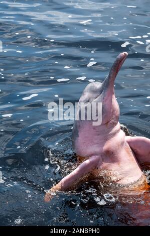 Boto Boto Farbe Rot oder Rosa, touristische Attraktion in der Stadt von Novo Airão, Bundesstaat Amazonas, Brasilien im Februar 2015 entfernt Stockfoto