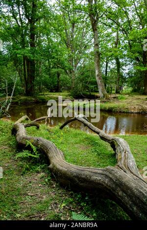 Ein Fluss, der durch den neuen Wald führt Stockfoto