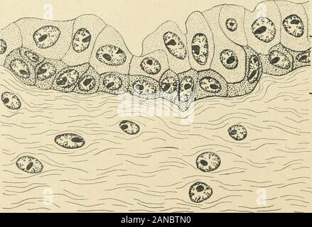 Das amerikanische Journal der Anatomie. n Abschnitt. Die oberflächliche Schicht, 17 Micra in Dicke atits dicksten Teil, Flecken, aber schwach in eosin. Es besteht aus cellsof unregelmäßig polygonale Form ähnlich denen des Stratum corneumof der Epidermis mit der Ausnahme, dass sich die Reste der Nukleus areto in ihnen gefunden werden, die in Form von geschrumpften Überreste des nuclearmembrane und ein oder zwei chromatische Partikel. 8 JKniil Goetsch. Das stratum germinativum erfordert keine speziellen Kommentar exceptthat seine oberflächlichen Schichten enthalten keine Granulat von eleidin. Es ist eine schrittweise Verringerung der Dicke der epit Stockfoto
