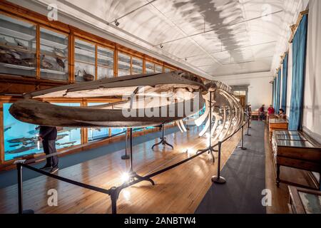 Großes Skelett in Coimbra University Science Museum, Portugal Stockfoto