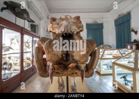 Großes Skelett in Coimbra University Science Museum, Portugal Stockfoto