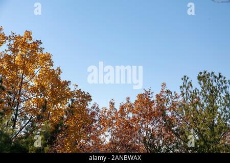 Im Herbst Blätter und Bäume. Stockfoto