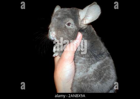 Weibliche Hand hält eine schöne junge grau Chinchilla auf einem unscharfen Hintergrund zu schließen. Stockfoto