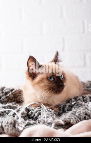 Kleine lustige Kätzchen auf gestrickte Plaid Stockfoto