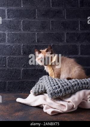 Kleine lustige Kätzchen auf gestrickte Plaid Stockfoto