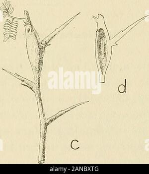 Les zoocécidies des Plantes d'Afrique, d'Asie et d'Industriegüter: Beschreibung des Galles, Illustration, Bibliographie détaillée, répartition géographique, Index bibliographique. Stockfoto