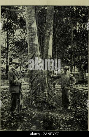 Landwirtschaftliche Bulletin der Meerenge und Föderierten malaiischen StatesNew Serie. Nr. 7.] JULI 1908. [Vol. Vii. Landwirtschaftliche Bulletin DER MEERENGE UND FÖDERIERTEN MALAIISCHEN STAATEN. Herausgegeben von H. N. RIDLEY, M.A., F.R.S., F.L.S., F.R.H.S.. Direktor der Botanischen Gärten, S. S. UND J.B. CARRUTHERS, F.R.S.E., F.L.S., Direktor der Landwirtschaft und Regierung Botaniker, F.M.S. Inhalt. Seite 1. Big Gummi Bäume im Botanischen Garten... ... ... 253 2. Biene Kultur ... ... ... ... ... ... 255 3. Muskatnuss Anbau in Singapur... ... ... .. 257 4. Eine weitere Verwendung für die Kokosnuss. ... .. ... ... 258 5. Ein Plädoyer für die pflanzliche Stockfoto