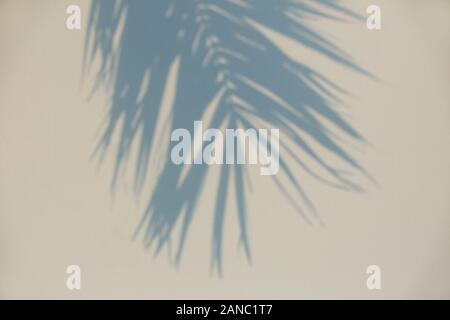 Der Schatten einer Palme Blatt auf einem Rollo Stockfoto