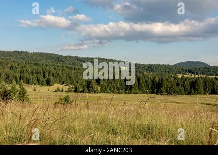 Pinien Wald Landschaft und Grüne Wiese mit blauen bewölkten Himmel. Nationalpark Tara. Stockfoto