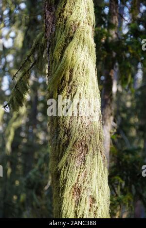 Lange Stränge der schönen grünen Moos hängt Dick aus einem Baumstamm. Stockfoto