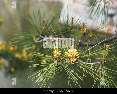 In der Nähe von Pine Tree Blumen und Graben im nijo-jo Burg in Kyoto. Stockfoto