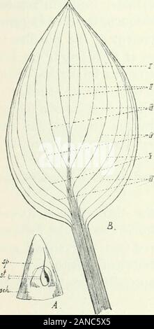 Organography von Pflanzen, insbesondere der archegoniatae und spermaphyta. kleine Blätter brachte es durch die interne Besonderheiten Der familywhich Zeugen. iQ-Entwicklung größeres Blatt-Oberflächen. Äderung der MONOCOTYLEDONES 341 Siehe bereits ein Hinweis auf eine mittlere Ader, und an diesem Punkt die bundlesappear zu Clustern zusammengefasst werden, für die Sie laufen auf den ersten parallel, und dann bendout in das Blatt-Oberfläche die dicker ist auch an dieser Stelle als ishigher oben und an den Seiten. Lassen Sie uns jetzt, daß das vaskuläre bundlesare ursprünglich alle fast parallel in das Blatt übernehmen - primord Stockfoto