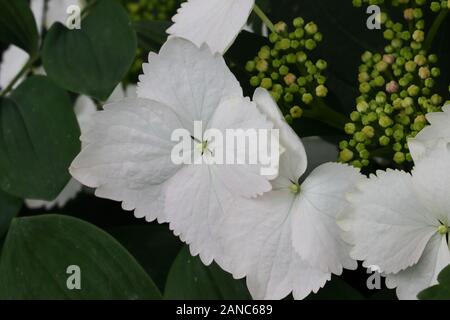 Hydrangea 'White Wave" ist perfekt für den Anbau an der Rückseite ein gemischtes Staudenbeet. Lacecaps haben, flachen Blüten von großen äußeren Blütenblätter. Stockfoto