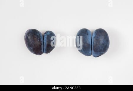 Trendy Hässliches Essen Konzept. Zwei violette Pflaumen auf einem weißen Hintergrund. Obst mit einer seltsamen Form. Das Problem von Speiseresten. Stockfoto