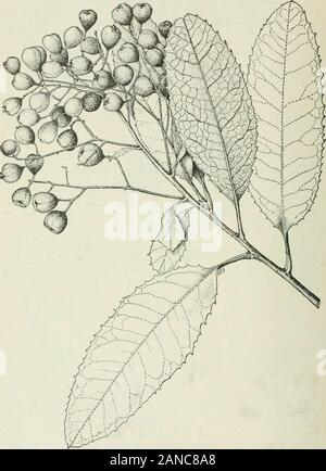 Wald Bäume des Pazifik Hang. milar der Baum, an dem viele aufrechte zweigt am Ende der tlie kurz gegeben werden, Steuerung gespeichertenfahrzeugtyp, dicken Stamm. Die glatte, blass, ashy graue Rinde ist undeutlich naht, und die Kanten verbunden sind. Reife Blätter (Abb. 164), dicken, ledrigen, smooththroughout, tief glänzenden grünen auf ihren Oberflächen, leichter unter, andusually mit zwei Minuten glanduläre Zähne auf den Schaft an der Unterseite des Rotorblatts. Blätter eines Jahreszeiten Wachstum auf den Zweigen bleibt bis zum Ende der secondwinter. Die glatte, liright rote Beeren (Abb. 164), die einen trockenen, herben Fleisch, Reifen f Stockfoto