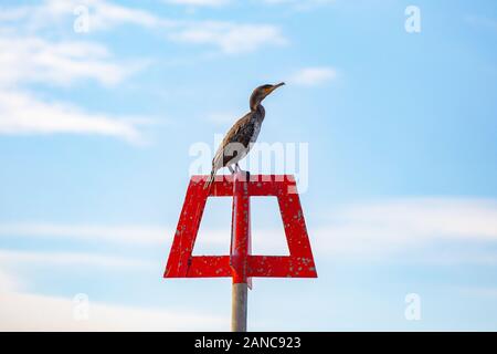 Ein Kormoran sunbathes auf einem Groyne Stockfoto