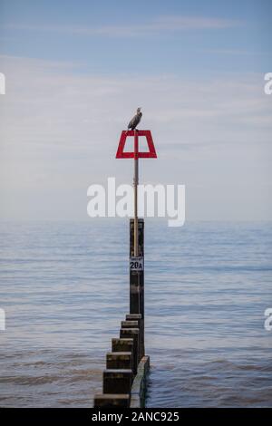 Kormoran thront auf einem groyne Stockfoto