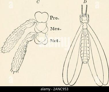 Ein text-Buch der Entomologie, einschließlich der Anatomie, Physiologie, Embryologie und Metamorphosen der Insekten, für den Einsatz in landwirtschaftlichen und technischen Schulen und Hochschulen sowie durch die Arbeitsgruppe Entomologen. - N. Stockfoto