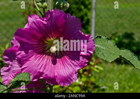 Makro schöne, Rosa Malva alcea rosea oder Malve Blume im Garten, Dorf manastery Zhelyava, Bulgarien Stockfoto