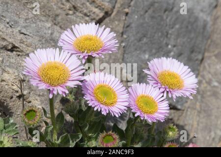 Erigeron Glaucus Stockfoto