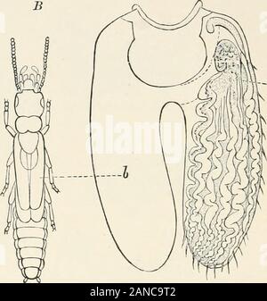 Ein text-Buch der Entomologie, einschließlich der Anatomie, Physiologie, Embryologie und Metamorphosen der Insekten, für den Einsatz in landwirtschaftlichen und technischen Schulen und Hochschulen sowie durch die Arbeitsgruppe Entomologen. - N Stockfoto