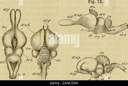 Merveilles de la Nature: l'Homme et les Animaux, Beschreibung populaire des Races humaines et le règne Animal. exoccipital; So, susoccipital; Ps vomer (daprès Huxley). (•) Zs, zjgosphèDC; za, zujanlrum; pz; pré-zyjjapophjscs; pl, z, post-zygapoplivses; (, p, apophyse transversalen (daprès Huxley). Après que ce phénomène sest déclaré, il devientimpossible dexciter des Kontraktionen musculairesen pikanten ou en Reizmittel autrement Les partiesaffectées. Chez les Reptilien, Au contraire, La facultédexécuter des mouvements sous linfluence de cesstimulants se dans des circonstancesanalogueues schonen Pen Stockfoto