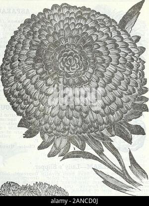 Hof und Garten jährlich, Frühjahr 1906. Sorte mit incurved Blütenblätter. Die Blüten sind verylarge und fast perfekt rund; wächst ca. 20 Zoll hoch. Dieses/erist ein standard Vielfalt für Floristen verwenden. Ich stieg mit Weiß, Schwarz, Blau, Lila, Violett und Weiß, Crimson, Azurblau mit Weißen, Lila, Hellblau, zarte Rose, Scharlach, Carmine mit Weiß, Peach Blossom, reines Weiß. Eines der oben genannten, Pck. 10 c; 4 pkts. 30 C. Gemischte Farben, Pck. 10 c; 4 pkts. 25C. EXTRA FRÜH HOHEJfZOLLERN, In dieser Klasse von Aster haben wir eine Belastung der exceptionalmerit. Sie sind extra früh und kam vor der bekannten Quee Stockfoto