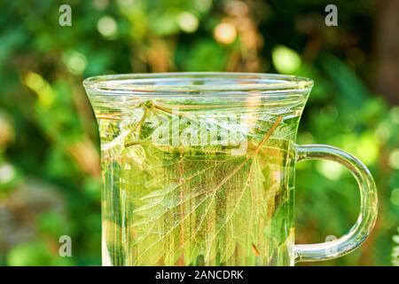 Frischer Kräuternesseltee. Nahaufnahme der grünen Brennnessel in einem Glas in einem Garten. Gewöhnliche oder stechende Brennnessel Stockfoto
