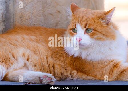 Farbe Orange mit weißem Gesicht. Street cat in lokalen Straße. Stockfoto