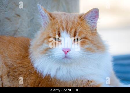 Farbe Orange mit weißem Gesicht. Street cat in lokalen Straße. Stockfoto