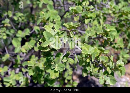 Dombeya rotundifolia, dikbas, South African wild Pear, Baum, Bäume, Blätter, Laub, Southern African einheimische Pflanze, Pflanzen, Namibia, RM Floral Stockfoto