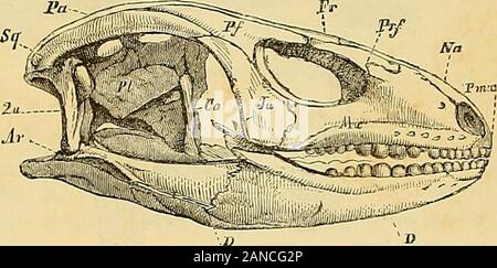 Merveilles de la Nature: l'Homme et les Animaux, Beschreibung populaire des Races humaines et le règne Animal. Orde persiste dorsale Ne Pas pen-ter toute la vie, comme cest le cas beaucoupdAmphibiens gießen; toutefois Le retrouve Spuren dela notocorde dans la Colonne vertébrale des Geckos. Le crâne est toujours Petit et la Face généralementallongée; lappareil masticateur présente un déve-loppement prépondérant. "Los okzipitalen, écrit Cari Vogt, est développé vertèbres enforme De En Et se décompose plusieurspièces Bien distinctes, une écaille impaire et deuxcorps latéraux généralement tr Stockfoto