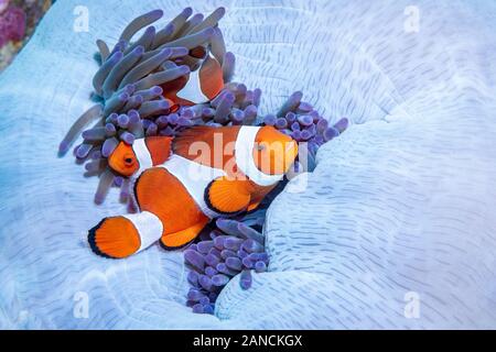 False Clown Anemonenfischen, Amphiprion ocellaris, Dumaguete, Philippinen Stockfoto