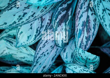 Classic Blue Leaf Bush in trendigen Farben 2020. Close Up. Stockfoto