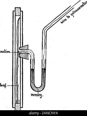 Experimentelle Forschungen auf pflanzliche Assimilation und RespirationIIIOn die Auswirkung der Temperatur auf Carbon-Dioxide Assimilation. o isolieren, und um den Kontakt mit dem Wasser. Diese gummischlauch wurde dann zu einem Thermometer gebunden, so dass die thermo-elektrischen Kreuzung war nur gegen die Lampe. Dieser lag in avessel von Wasser auf die gewünschte Temperatur gebracht werden könnte. Sehr dicken Kupferdraht wurde für die Herstellung der Verbindungen mit der galvano-meter eingesetzt, da Letztere hatte im nächsten Raum platziert werden disturbancesdue zu den Arbeiten des Wassers zu vermeiden - Motor die Versorgung der Licht. Es wa Stockfoto