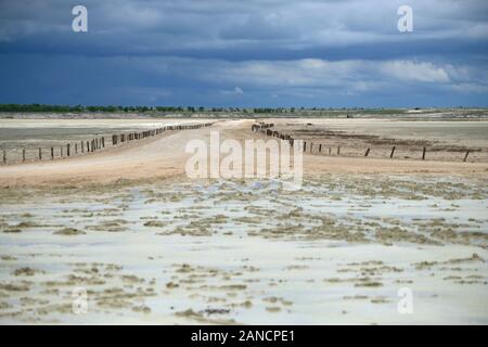 Etosha Salzpfanne, Sommer, Regen, Regen, nass, stehendes Wasser, Etosha National Park, Namibia, Afrika RM Stockfoto