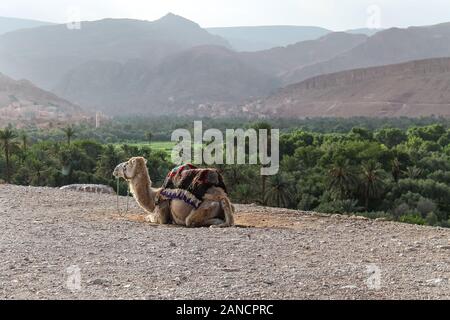 Panoramablick auf die Oase von Tinghir in der Dades Tal in der Nähe des ek Tondra, Fluss im südlichen Marokko. Stockfoto