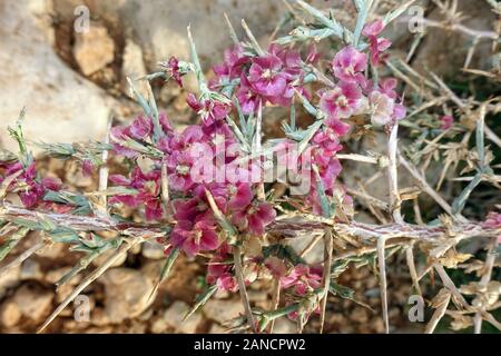 Ruthenisches Salzkraut oder Kali-Salzkraut (Salsola tragus ssp. tragus), Bafra, Türkische Republik Nordzypern Stockfoto