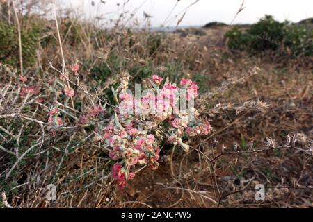 Ruthenisches Salzkraut oder Kali-Salzkraut (Salsola tragus ssp. tragus), Bafra, Türkische Republik Nordzypern Stockfoto