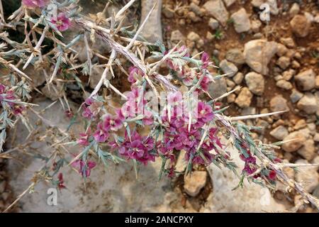 Ruthenisches Salzkraut oder Kali-Salzkraut (Salsola tragus ssp. tragus), Bafra, Türkische Republik Nordzypern Stockfoto