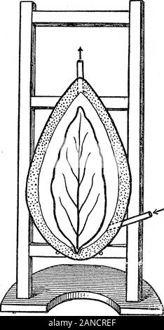 Experimentelle Forschungen auf pflanzliche Assimilation und RespirationIIIOn die Auswirkung der Temperatur auf Carbon-Dioxide Assimilation. Nuous Beobachtung besitzt die wichtigsten Vorteile. Unter anderem jede Bestimmung des assimilationdepends nicht auf einer Schätzung, sondern auf vier oder fiveconsecutive Schätzungen unter unveränderten Bedingungen erfolgt und dies ist von ungeheurem Wert in einer Untersuchung dieser Art, in der die experimentellen Schwierigkeiten aregreat, und die Faktoren, die sich auf die resultnumerous beeinflussen. Für die Assimilation Experimente, eine spezielle Form offlat Glas leaf-Kammer war Manageme Stockfoto