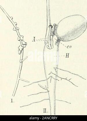 Organography von Pflanzen, insbesondere der archegoniatae und spermaphyta. Ppearance der Re-beschriftbare Atmung - Wurzeln^, ist offensichtlich inasmuchas die Präsenz der Anabaena wird durch eine Konstante nomeans auftreten. Andere lowerorganisms, wie Pilze und Bakterien, sind 7 iof ständige Einwohner - je nach someslight Untersuchungen, die ich selbst gemacht habe - und Induktoren der Wurzeln der Cycadaceae. Deshalb muss ich davon ausgehen, dass wir hier todeal mit normalen vegetativen Organen haben, whosepeculiarity darin besteht, dass sie kommen incontact mit der Atmosphäre, und das werden Sie wahrscheinlich als berücksichtigt werden Stockfoto