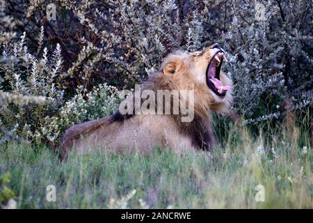 Männliche Löwe, Lion Roaring Lion rufen, erwachsene männliche Löwe Panthera leo, Gras, Sommer, Etosha National Park, Namibia, Afrika RM Stockfoto