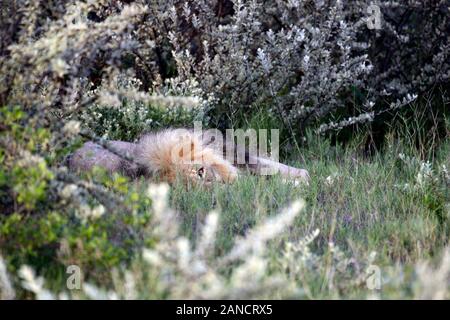 Männliche Löwe, erwachsene männliche Löwe Panthera leo, im Gras liegend, einem offenen Auge, ein Auge auf die Dinge, halten ein Auge heraus, beobachten, suchen, Sommer, Etosha Nationa Stockfoto